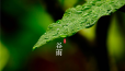 雨生百谷夏将至，朝暮韶光正当时！