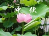 中伏了：6个禁忌千万别犯，小心落下病根！