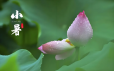 小暑至，夏梦长，风吹半夏，顺祝夏安！