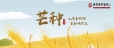 节气：芒种
