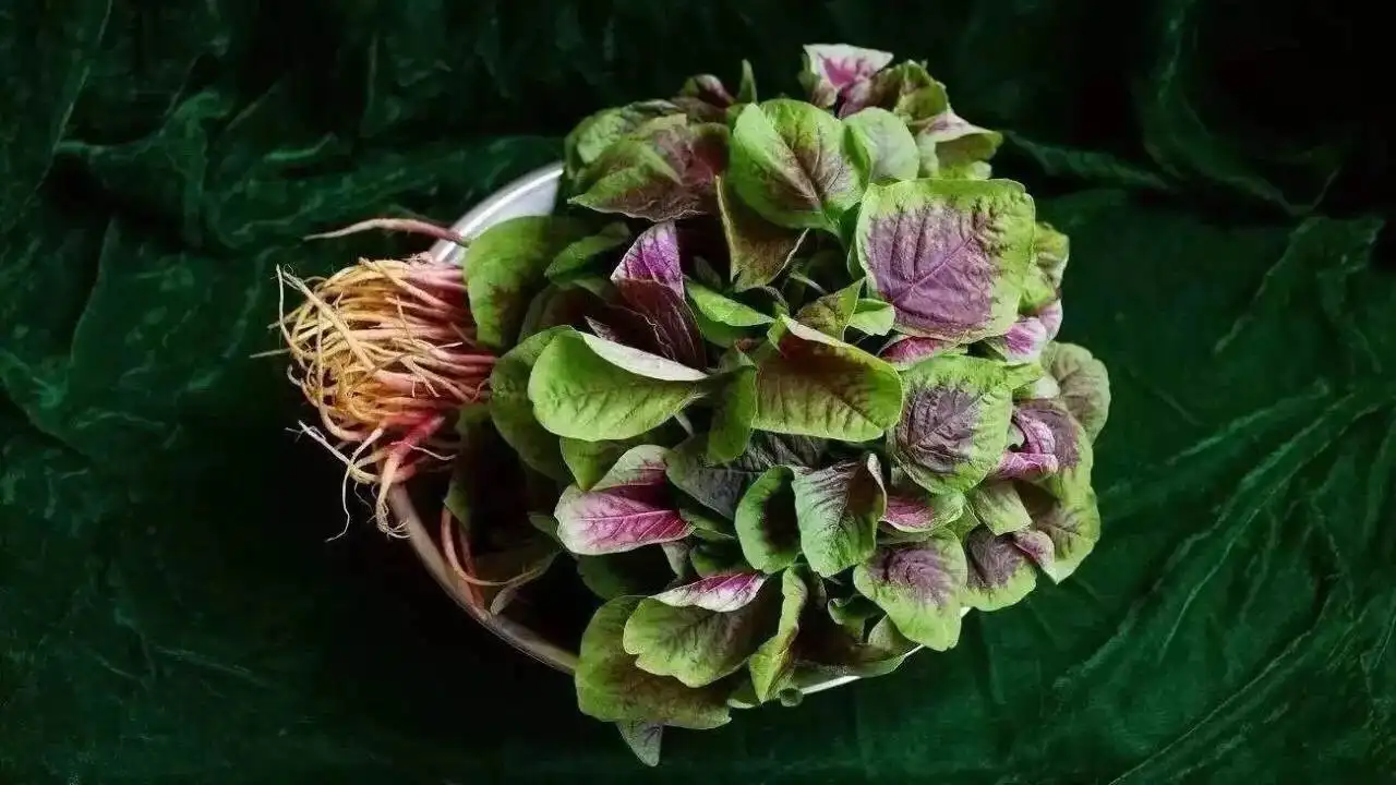 秋菜
