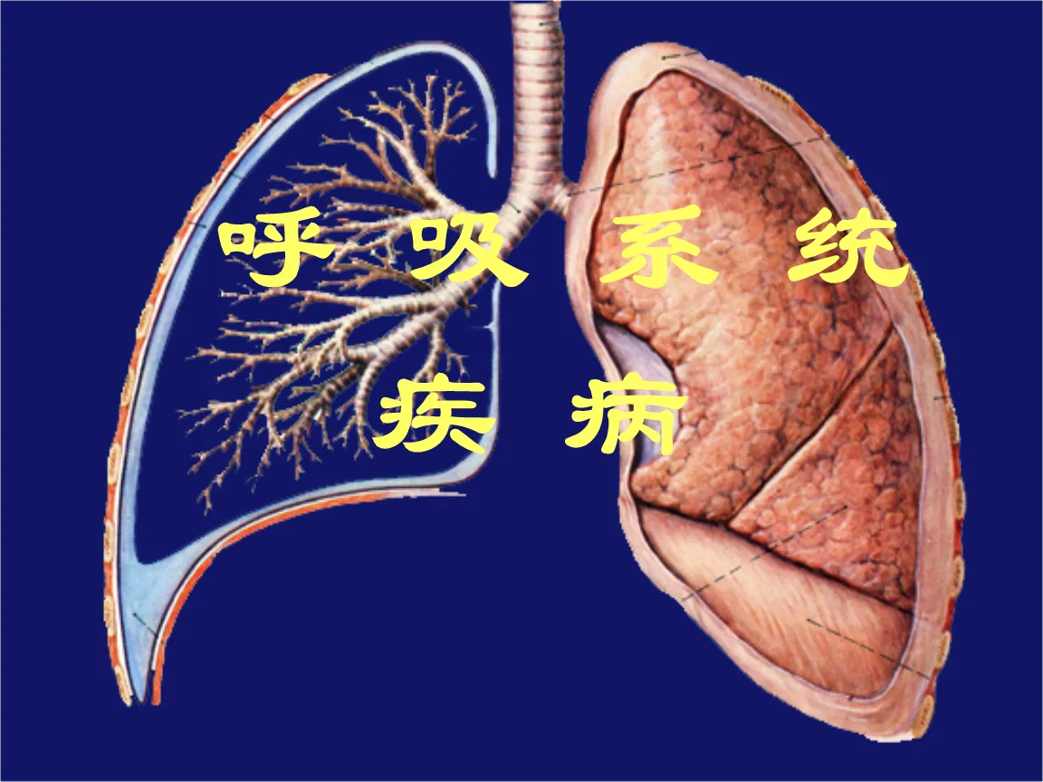 呼吸系统