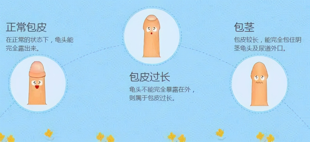 包皮1