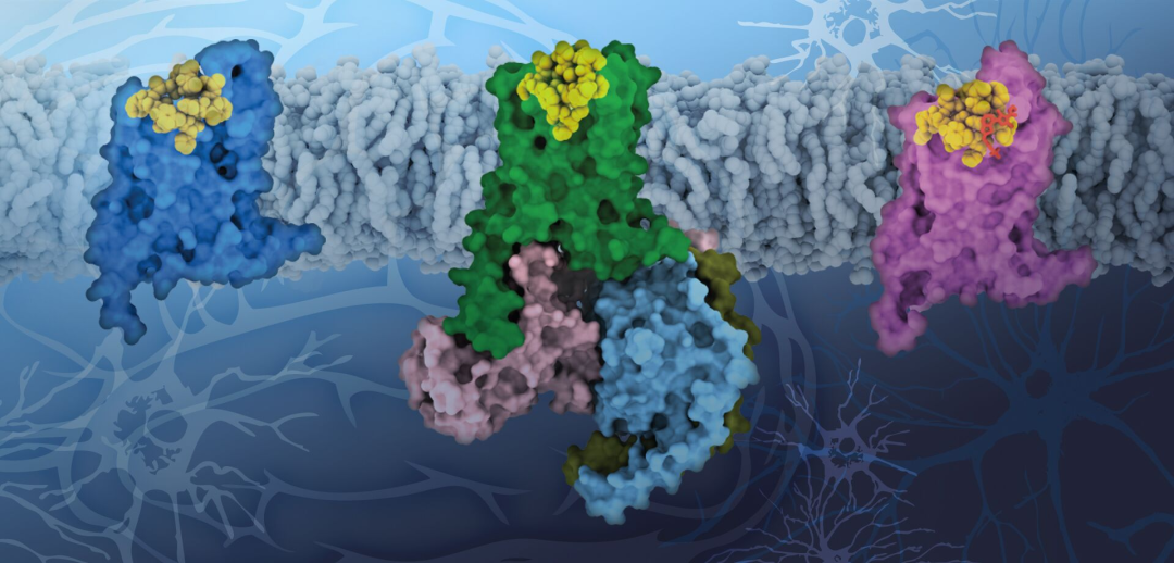 PDEs蛋白三维结构的研究1