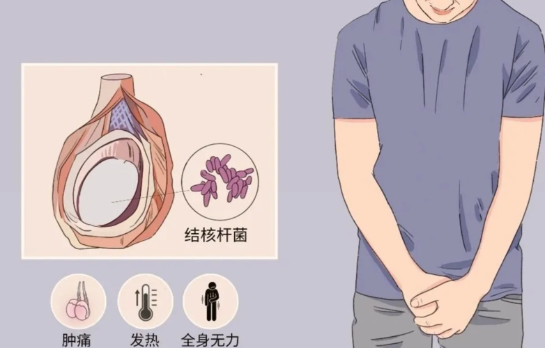 附睾