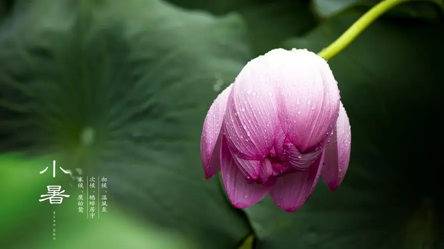 小暑
