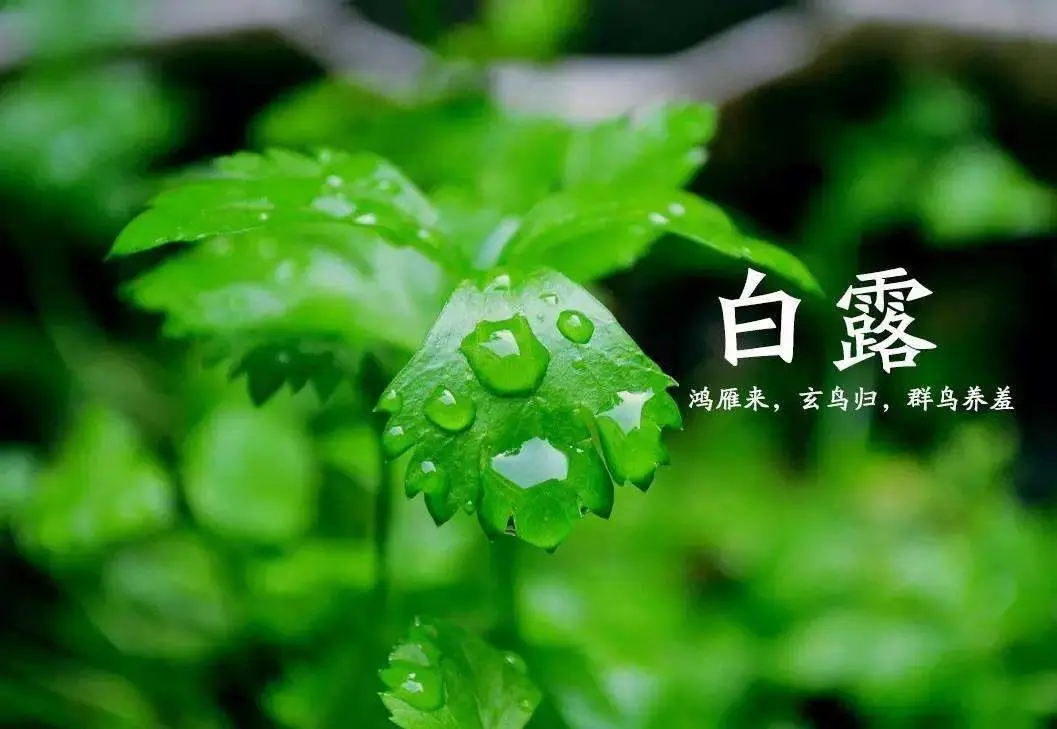 白露1