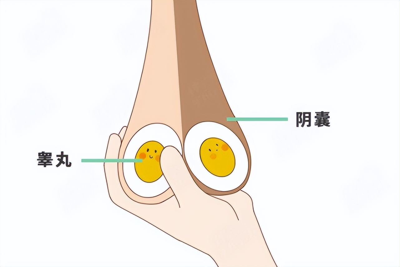睾丸8