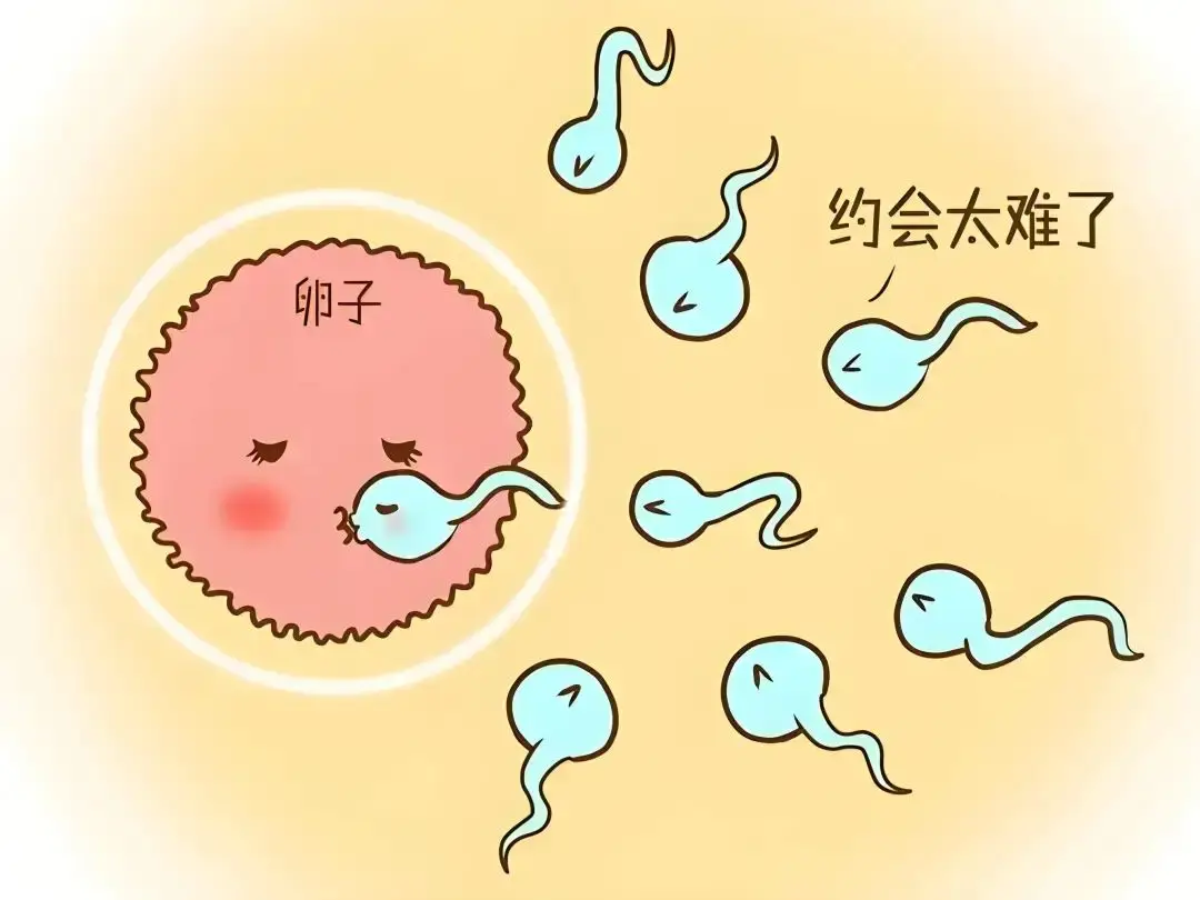 精子7