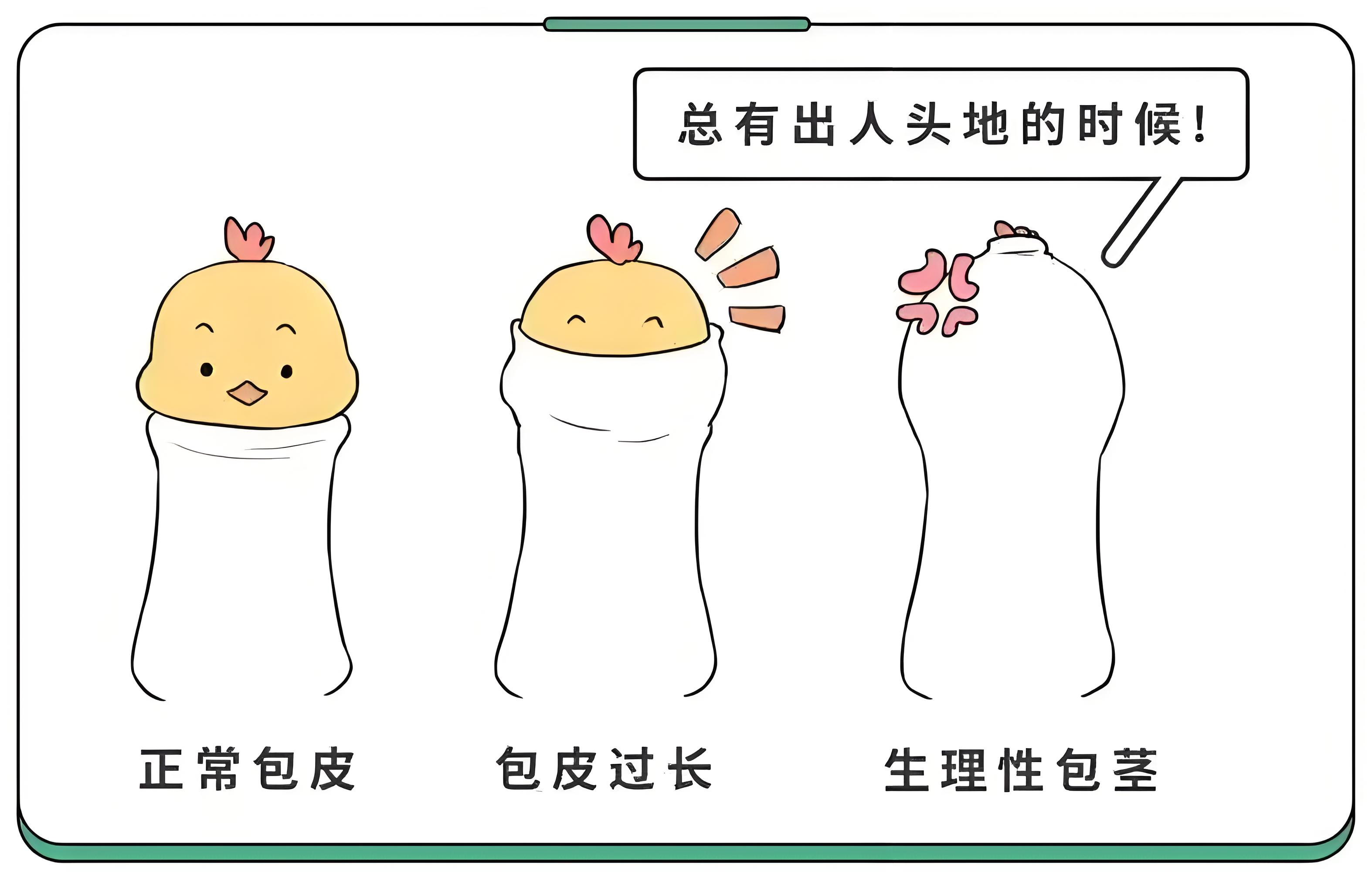 包皮