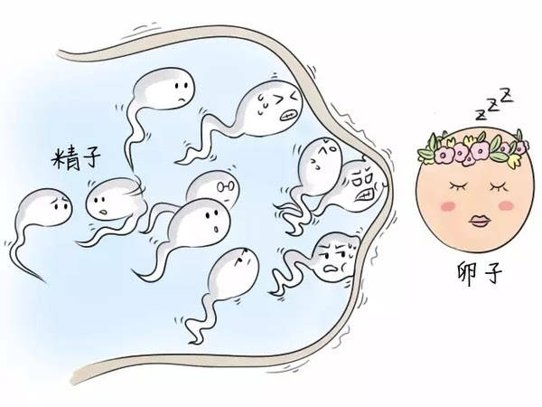 精液会分泌过多