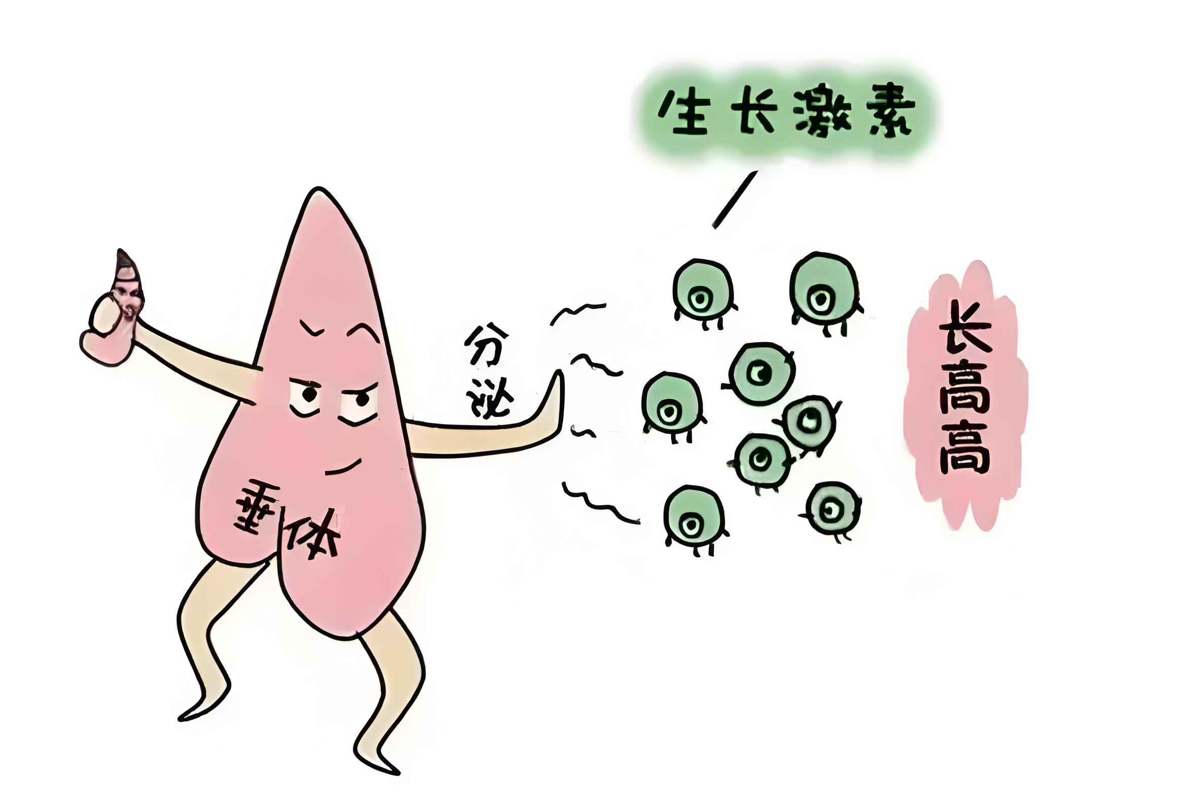 激素药物