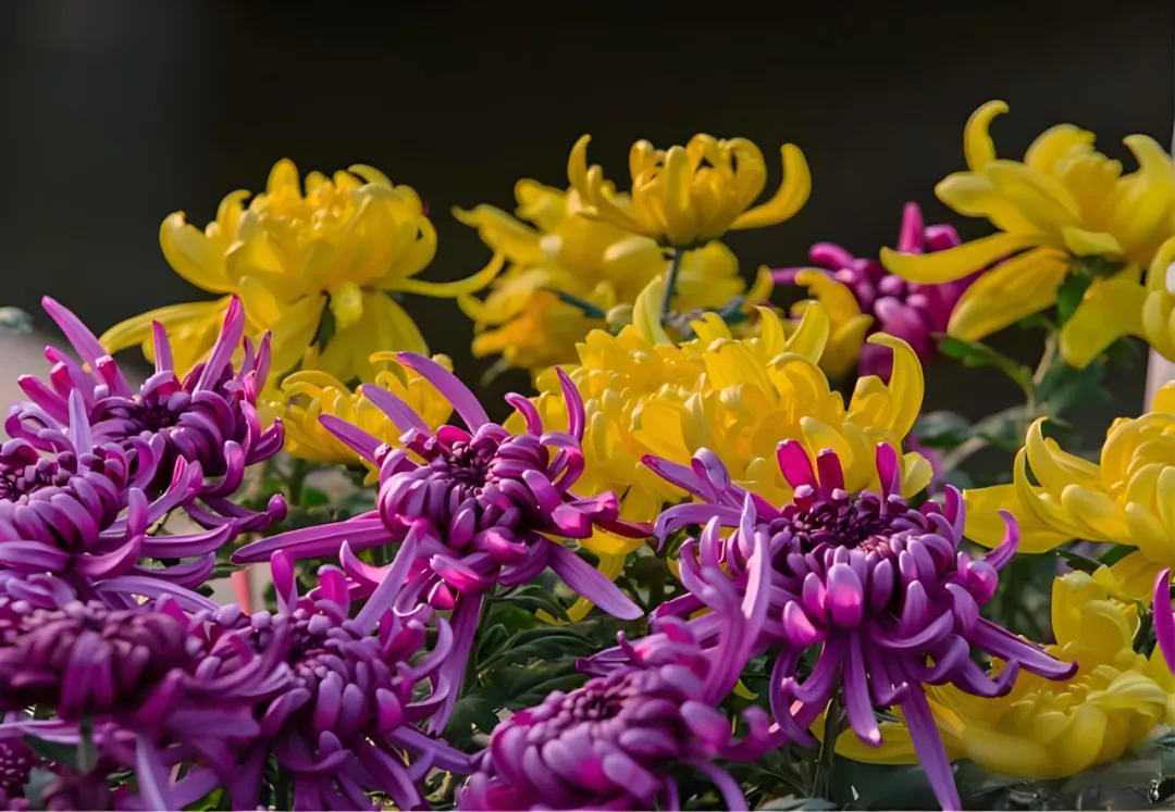 微信图片_2025-10-23_174246_014 微信图片_2025-10-23_174246_014