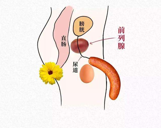 前列腺分区图图片