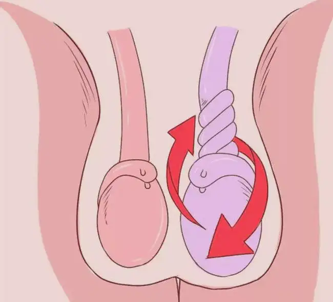 睾丸是什么样子的?图片